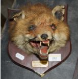 A taxidermy fox mask mounted to a stained pine shield and named "Mardale Hunt 22nd November '75",