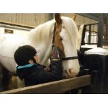 Calvert Equine Experience & Riding Lesson - Treat the children in your life to a 2hr pony