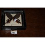 A vintage taxidermy butterfly "Byasa Polyeuctes Termessus" contained in ebonised square case, 14.