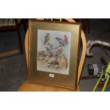 A canvas print after Archibald Thorburn, depicting various birds of pray, 31 cm x 24 cm,