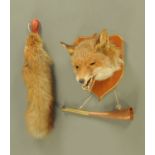 A fox mask and brush, mounted on an oak veneered shield and together with a small hunting horn,
