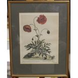 A group of four botanical prints, polych