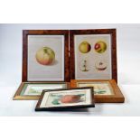 Group of framed naturalistic pictures, frames good quality.