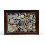 A wooden framed display of shells and coastal naturalistic items.