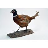 Taxidermy: An early 21st century example of a Cock Pheasant (Phasianus colchicus), mounted on a