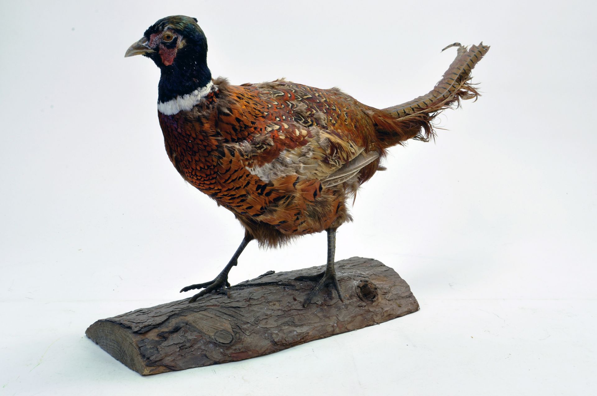 Taxidermy: An early 21st century example of a Cock Pheasant (Phasianus colchicus), mounted on a