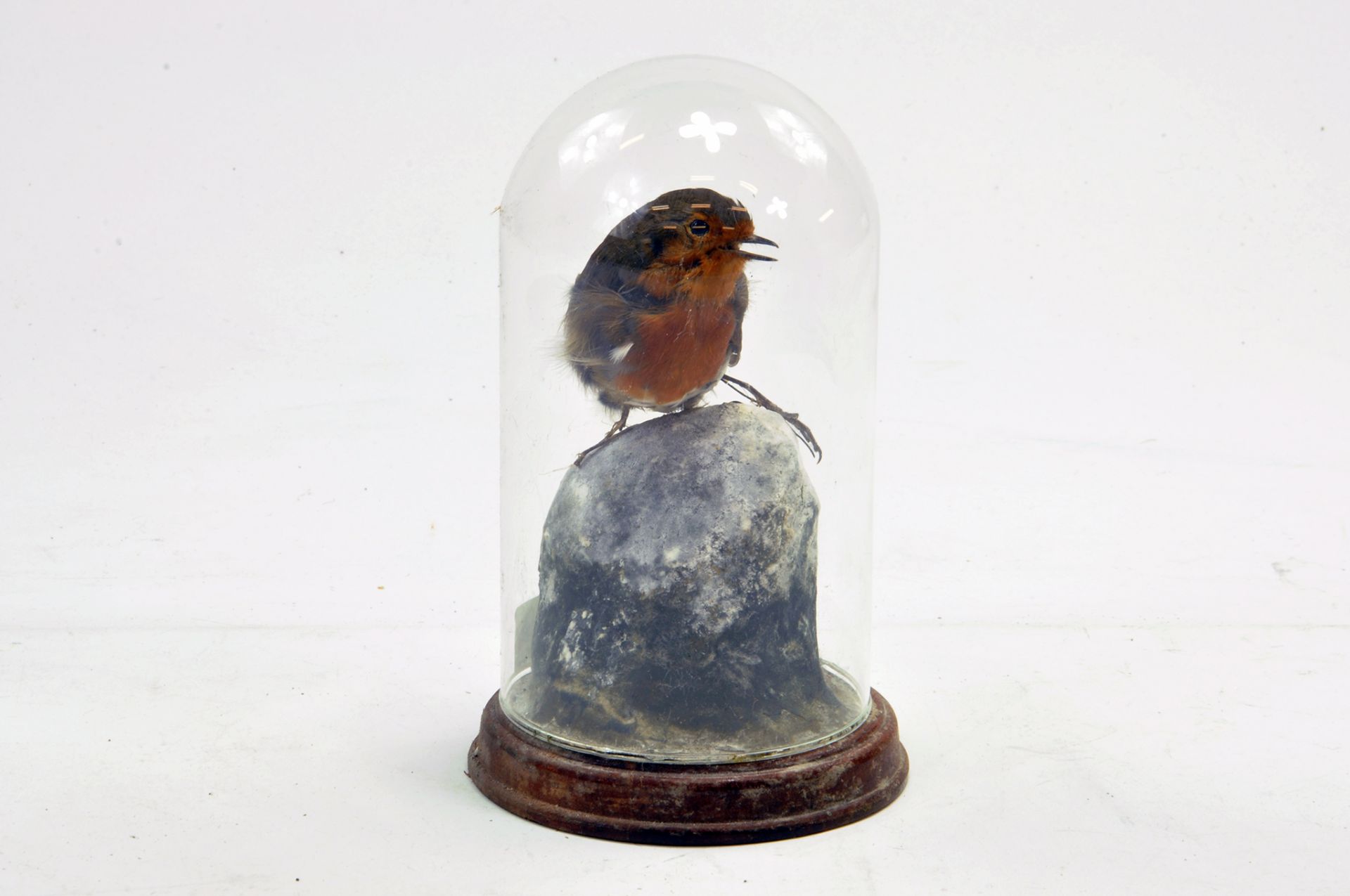 Taxidermy: An early 21st century example of a Robin (Erithacus rubecula), mounted within a glass