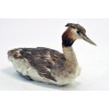 Taxidermy: An early 21st century example of a Great Crested Grebe (Podiceps cristatus), unmounted.