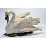 Taxidermy: A late 20th/early 21st century example of a Swan (Cygnus olor) mounted on a plinth.