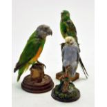 Taxidermy: An example of three exotic (domesticated) birds mounted on plinths.