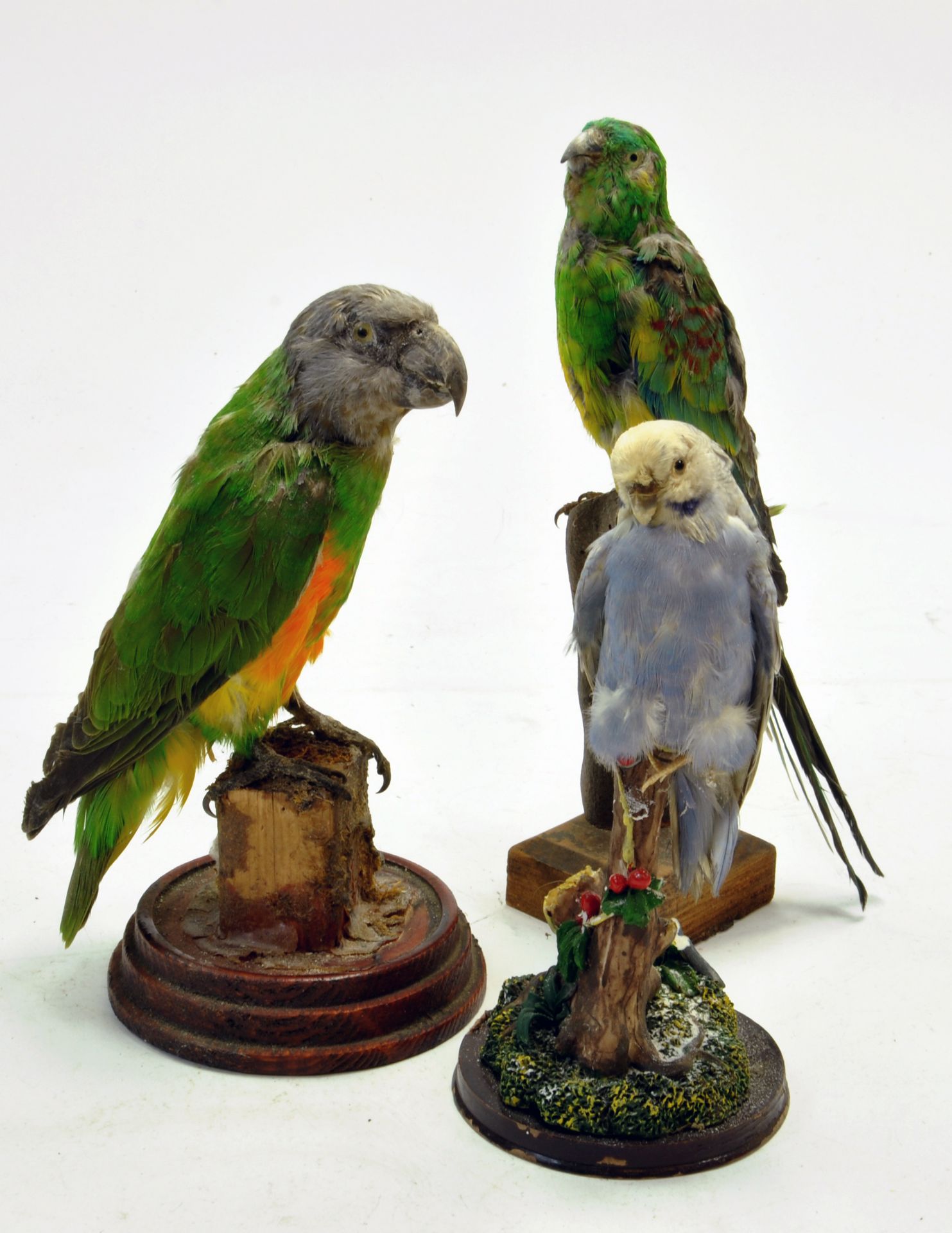 Taxidermy: An example of three exotic (domesticated) birds mounted on plinths.