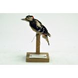 Taxidermy: An early 21st century example of a Lesser Spotted Woodpecker (Dendrocopos minor)