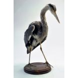 Taxidermy: A late 20th / early 21st century example of a Heron (Ardea cinerea) mounted on a