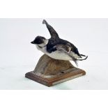 Taxidermy: An early 21st century example of a Little Auk (Alle alle) mounted on a scenic plinth.