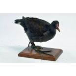 Taxidermy: An early 21st century example of a Moorhen (Gallinula chloropus) mounted on a scenic