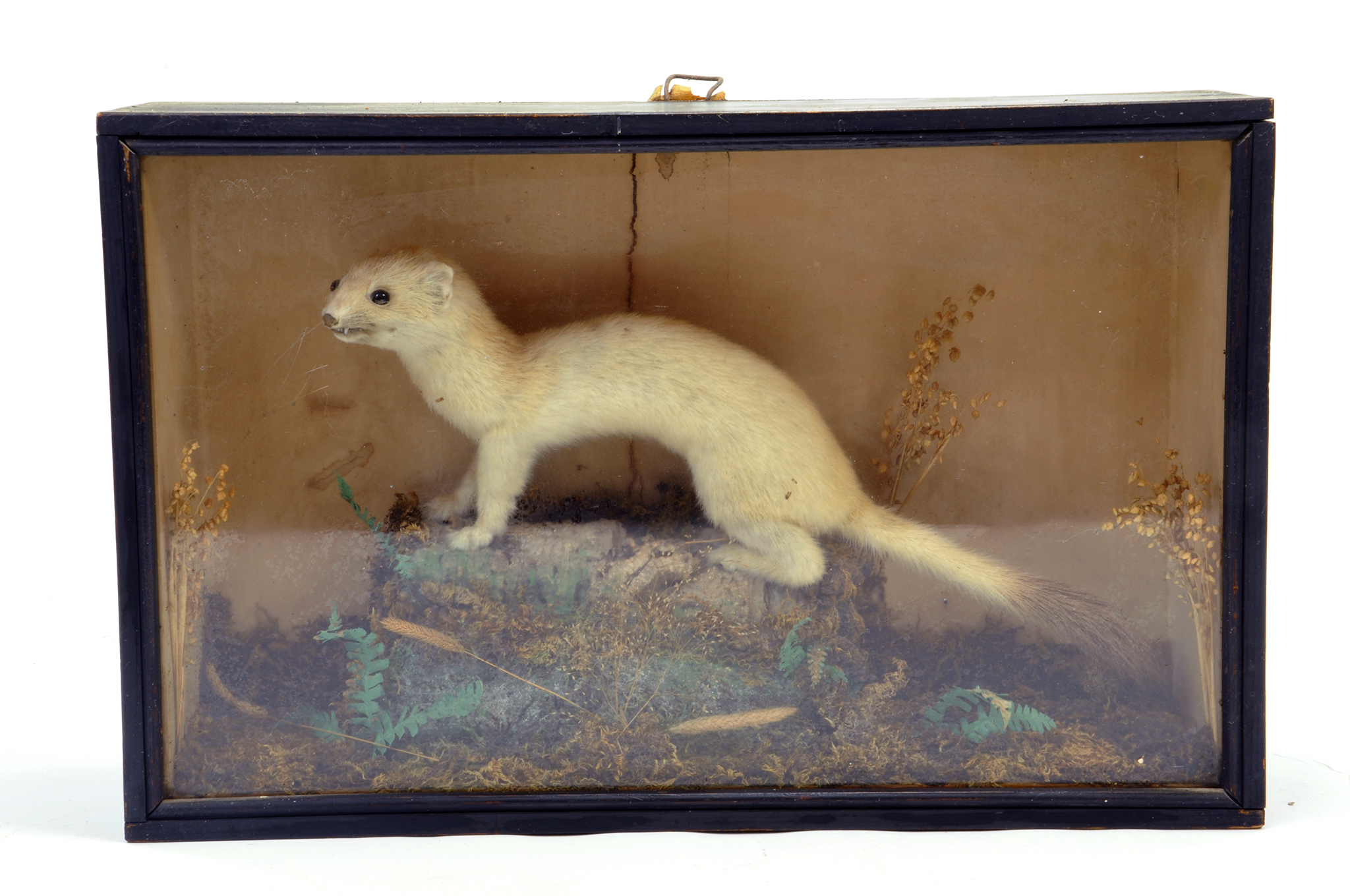 Taxidermy: An early 20th century example of a Stoat (Mustela erminea) housed in Wooden Display