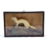 Taxidermy: An early 20th century example of a Stoat (Mustela erminea) housed in Wooden Display