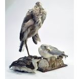 Taxidermy: An early 21st century example of a Common Gull, Guilletmot and Heron. Some wear.