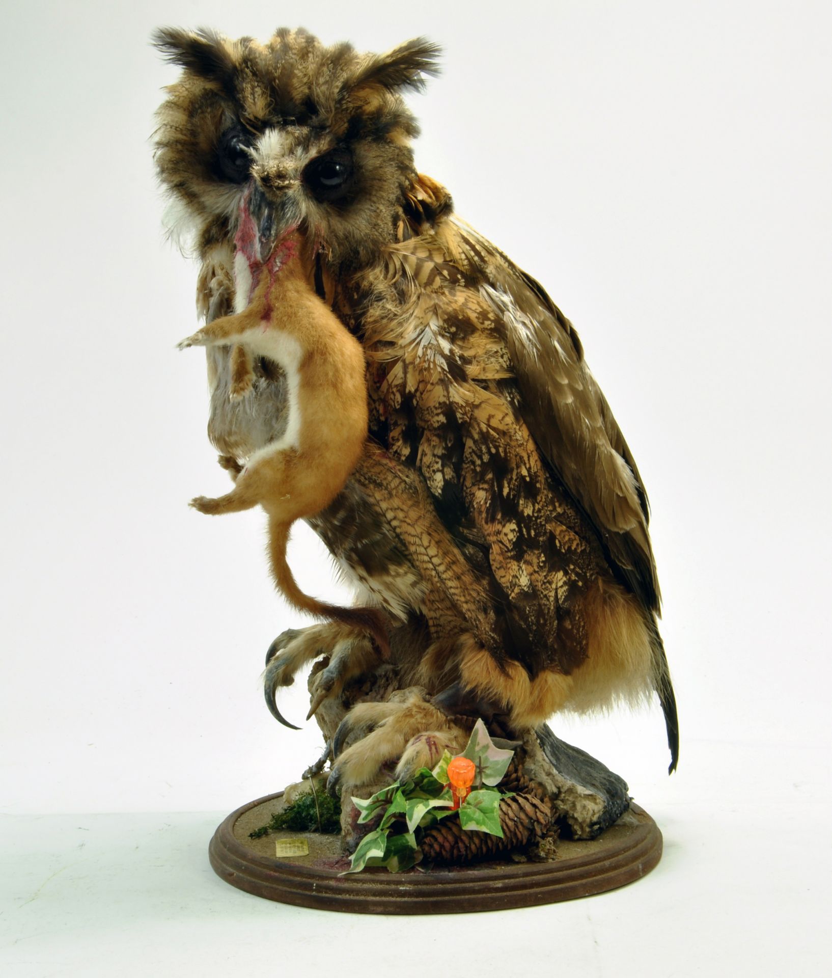 Taxidermy: A late 20th century example of an Eagle Owl Indian Eagle Owl (Bubo bubo bengalensis)