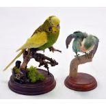 Taxidermy: An example of two exotic birds (domesticated) mounted on a plinth.