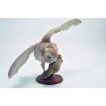 Taxidermy: An early to mid 20th century example of a Barn Owl (Tyto alba) mounted on a scenic