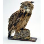 Taxidermy: An early 21st century example of an Indian Eagle Owl (Bubo bubo bengalensis) mounted on