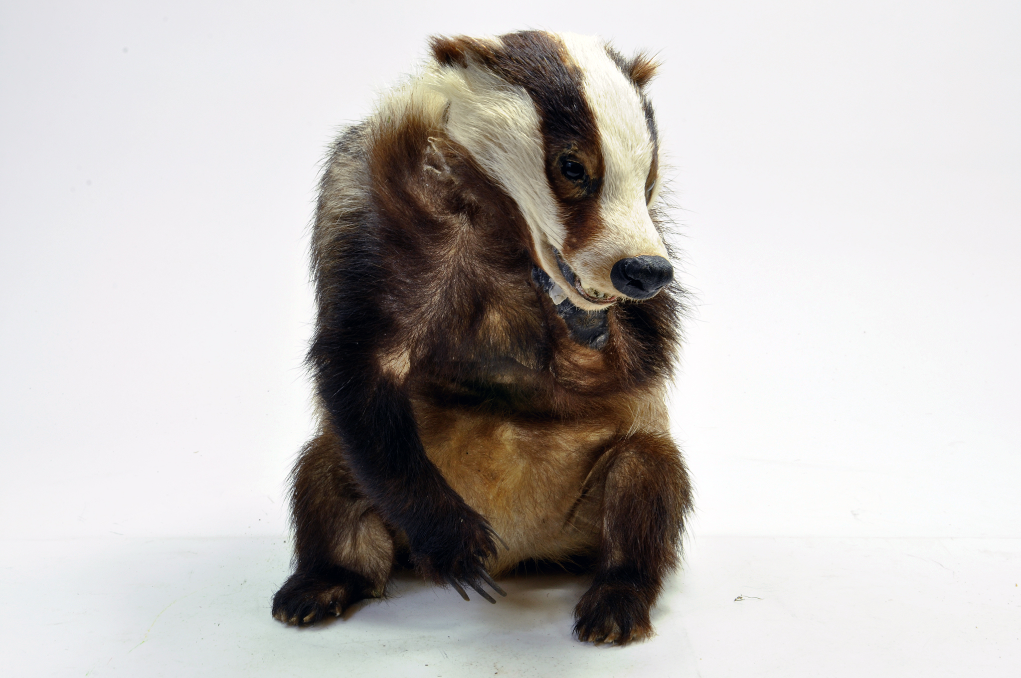 Taxidermy: An early 21st century example of a Badger (Meles meles), unmounted. Damage to neck