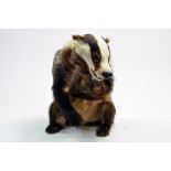 Taxidermy: An early 21st century example of a Badger (Meles meles), unmounted. Damage to neck