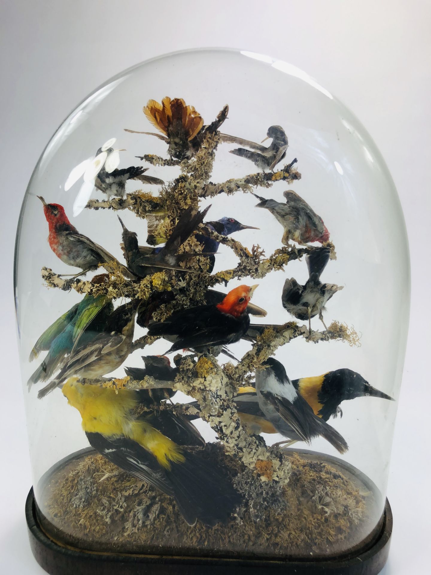 Taxidermy: An early 20th century example of an impressive display of exotic birds mounted within a - Image 12 of 13