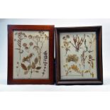 Two framed specimen presentation displays of naturalistic approach, one frame marked Medici