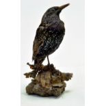 Taxidermy: An early 21st century example of a Starling (Sturnus vulgaris), mounted on a log based