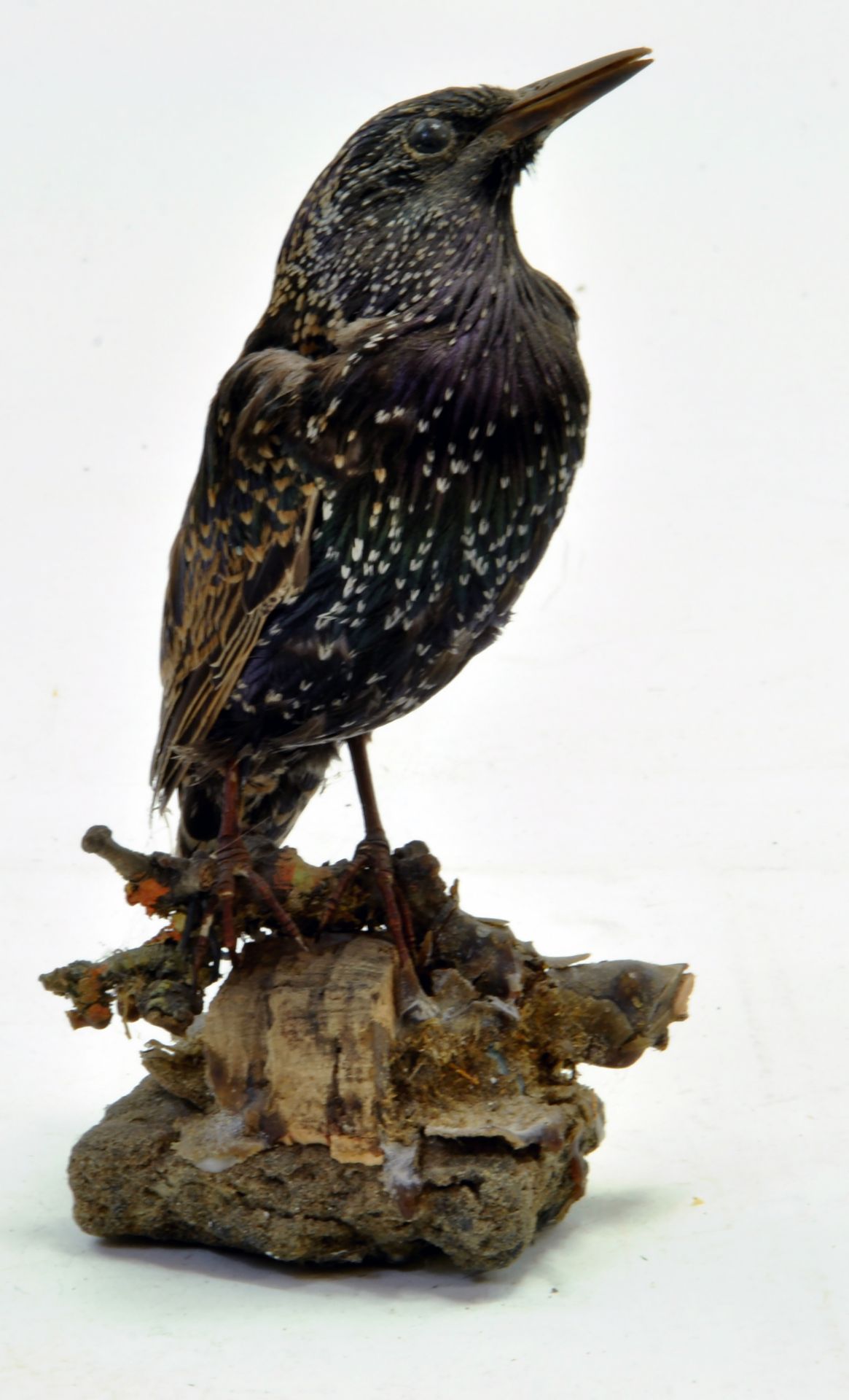 Taxidermy: An early 21st century example of a Starling (Sturnus vulgaris), mounted on a log based