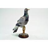 Taxidermy: An early 21st century example of a Racing Pigeon, mounted on a wooden perch. Presented