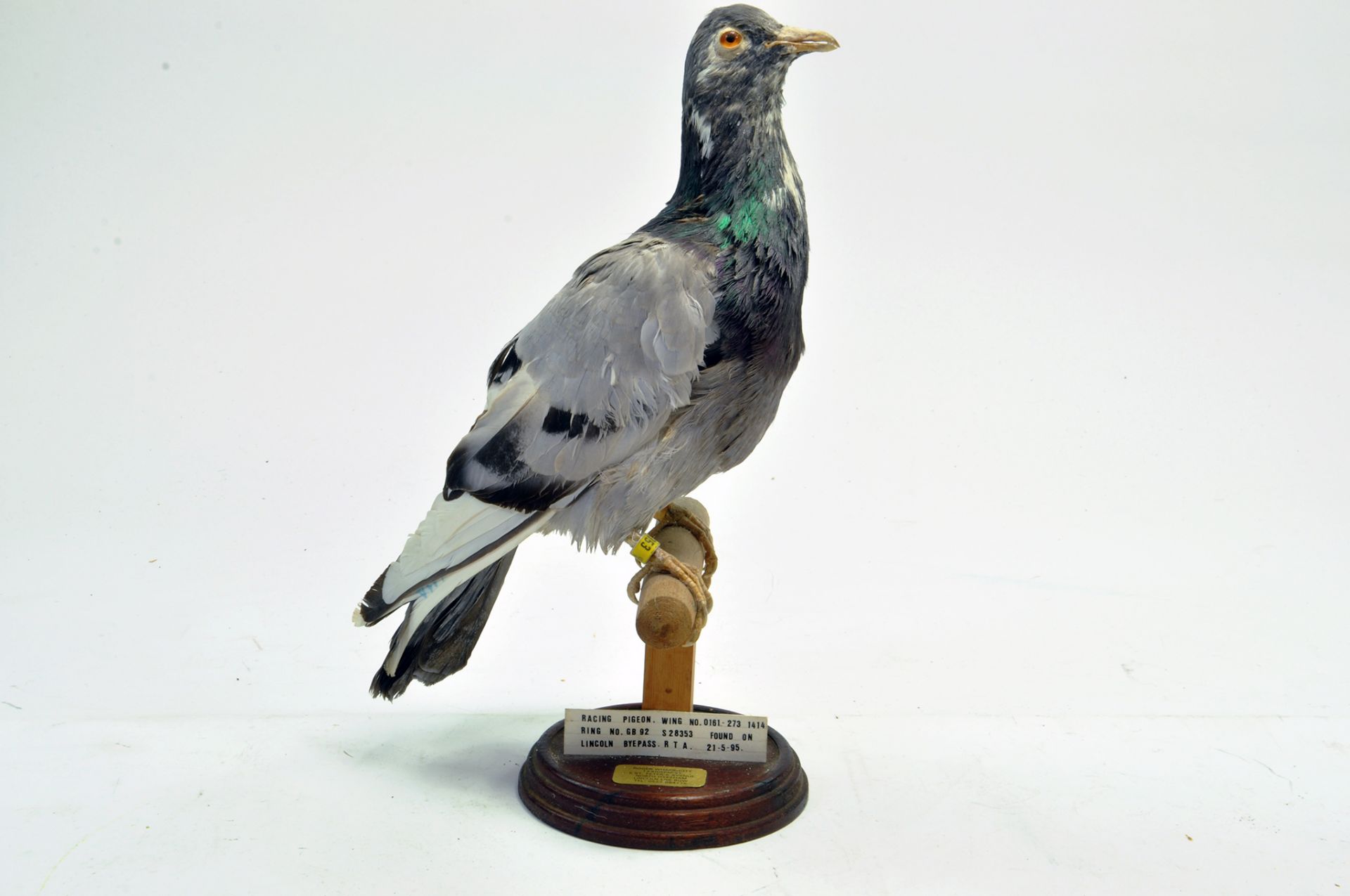 Taxidermy: An early 21st century example of a Racing Pigeon, mounted on a wooden perch. Presented