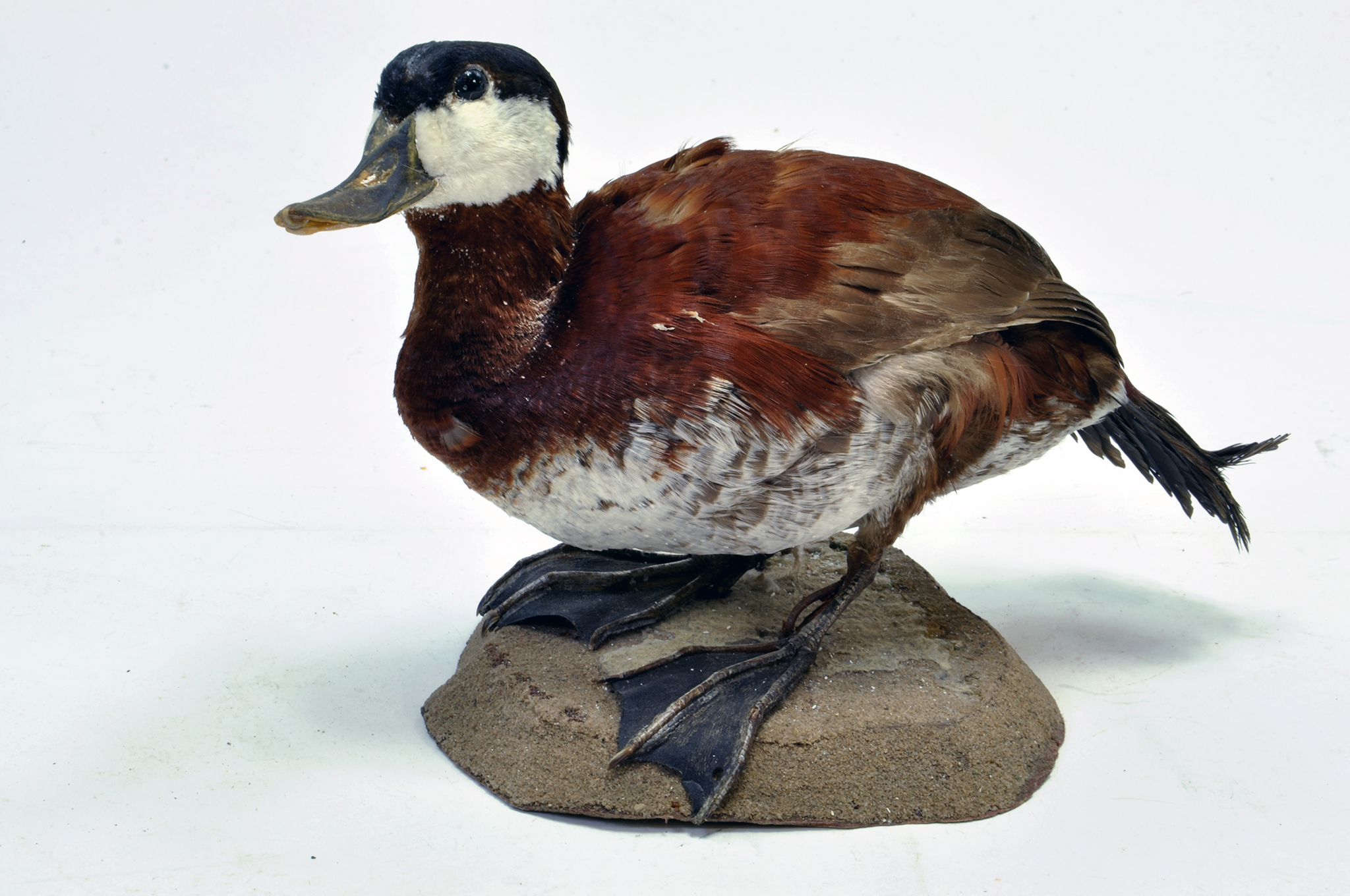 Taxidermy: An early 21st century example of a Ruddy Duck (Oxyura jamaicensis), mounted on a stone