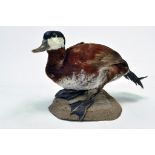 Taxidermy: An early 21st century example of a Ruddy Duck (Oxyura jamaicensis), mounted on a stone