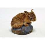 Taxidermy: An early 21st century example of a Leveret Young Hare on a scenic plinth. Presented and