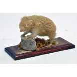 Taxidermy: An early 21st century example of a Albino Hedgehog (Erinaceus europaeus) on a scenic