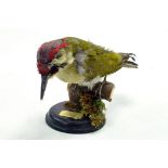 Taxidermy: An early 21st century example of a Green Woodpecker (Picus viridis) mounted on a scenic