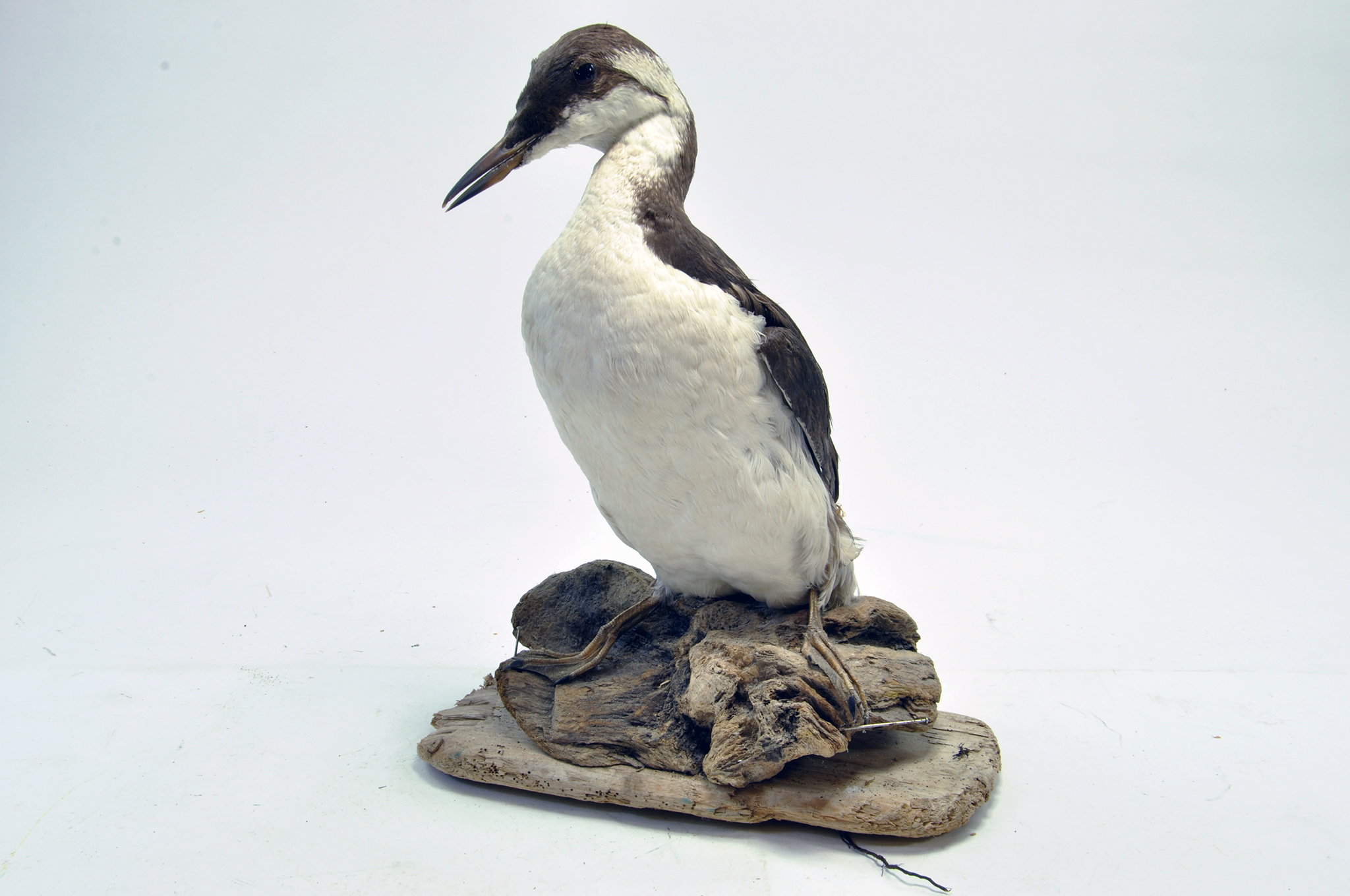 Taxidermy: An early 21st century example of a Guillemot (Uria aalge) mounted on a scenic rock