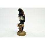 Taxidermy: An early 21st century example of a Magpie (Pica pica) mounted on a scenic plinth.