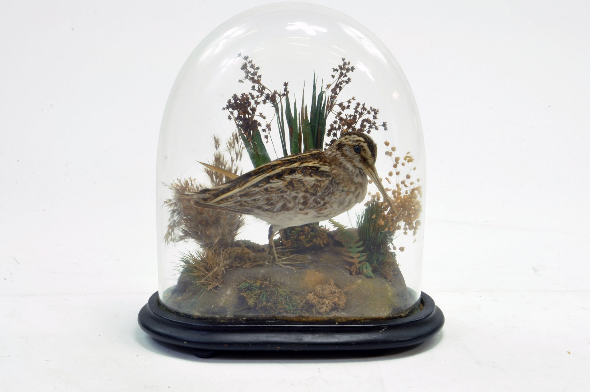 Taxidermy: An early 20th century example of a Jack Snipe (Lymnocryptes minimus) mounted within a