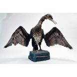Taxidermy: An early 21st century example of a Cormorant (Phalacrocorax carbo), mounted on a rock