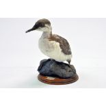 Taxidermy: An early 21st century example of a Brixham Seagull 'Guillemot' (Uria aalge) mounted on