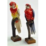 Taxidermy: An example of two (domestic) exotic birds mounted on a plinth.