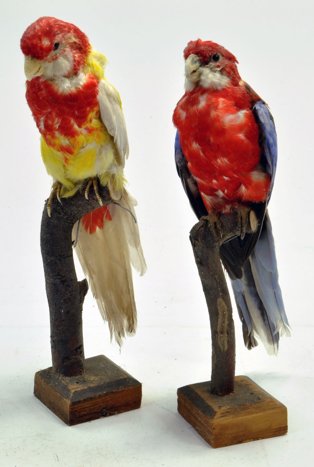 Taxidermy: An example of two (domestic) exotic birds mounted on a plinth.