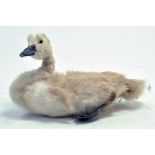 Taxidermy: An early 21st century example of a swan cygnet. Unmounted. Presented and studied by local