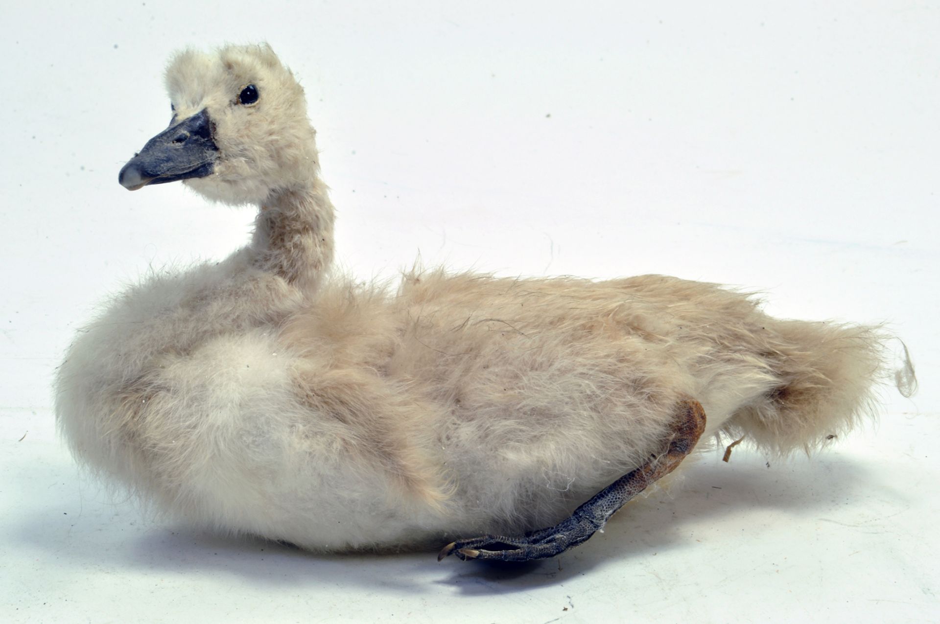 Taxidermy: An early 21st century example of a swan cygnet. Unmounted. Presented and studied by local