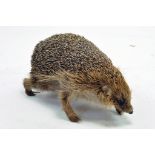 Taxidermy: An early 21st century example of a Hedgehog (Erinaceus europaeus) unmounted. Presented