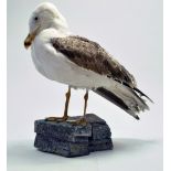 Taxidermy: A late 20th/early 21st century example of a Herring Gull (Larus argentatus) mounted on